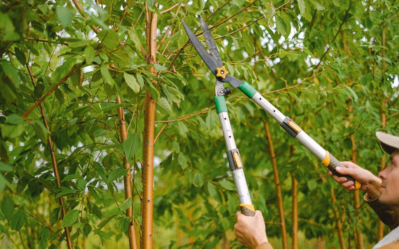 Tree trimming in Loomis, WA